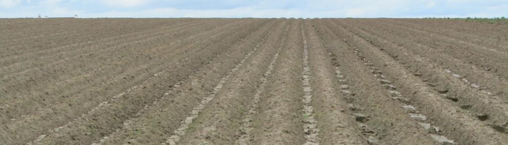 Aardappeldrempeltjes in de strijd tegen erosie en afspoeling van gewasbeschermingsmiddelen Ruggenteelt = erosiegevoelige teelt