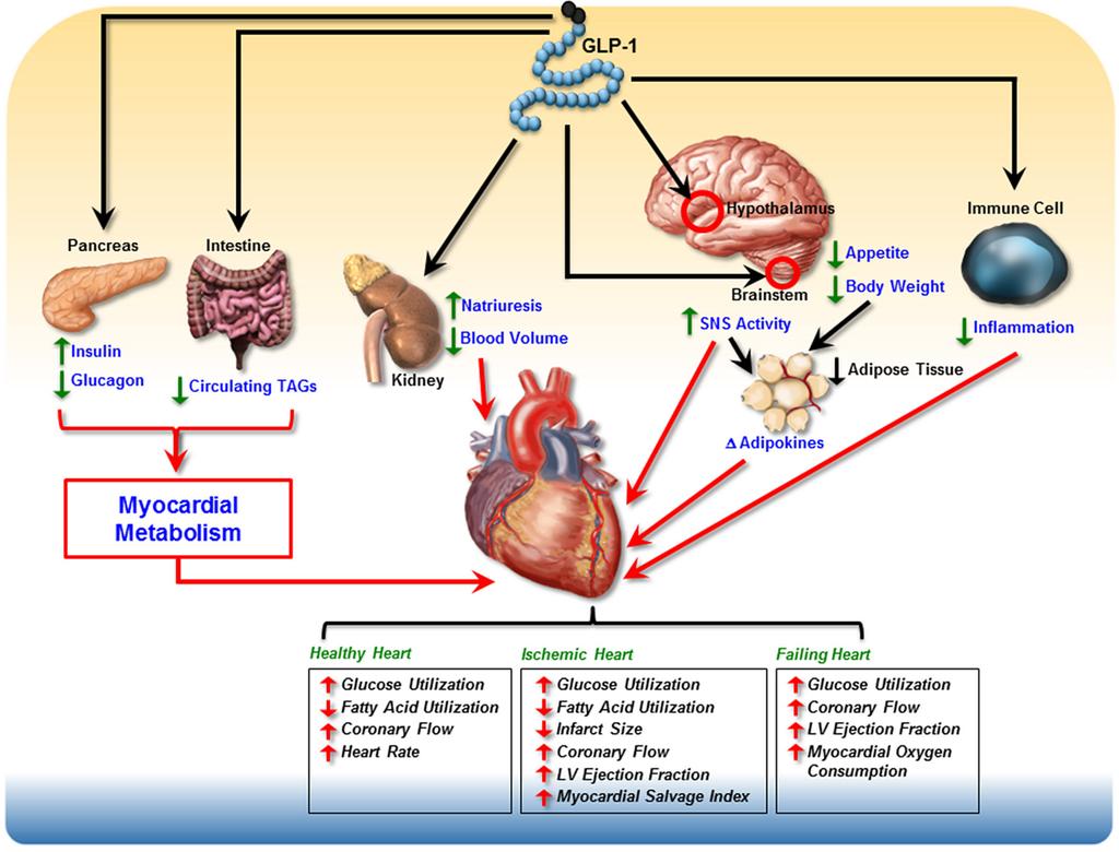 GLP1a: mechanisme cardioprotectie?