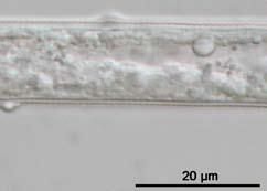zijn. Onder de plantenparasitaire nematoden werden er hoge concentraties Meloidogyne spp. en Pratylenchus spp. waargenomen. 2006.