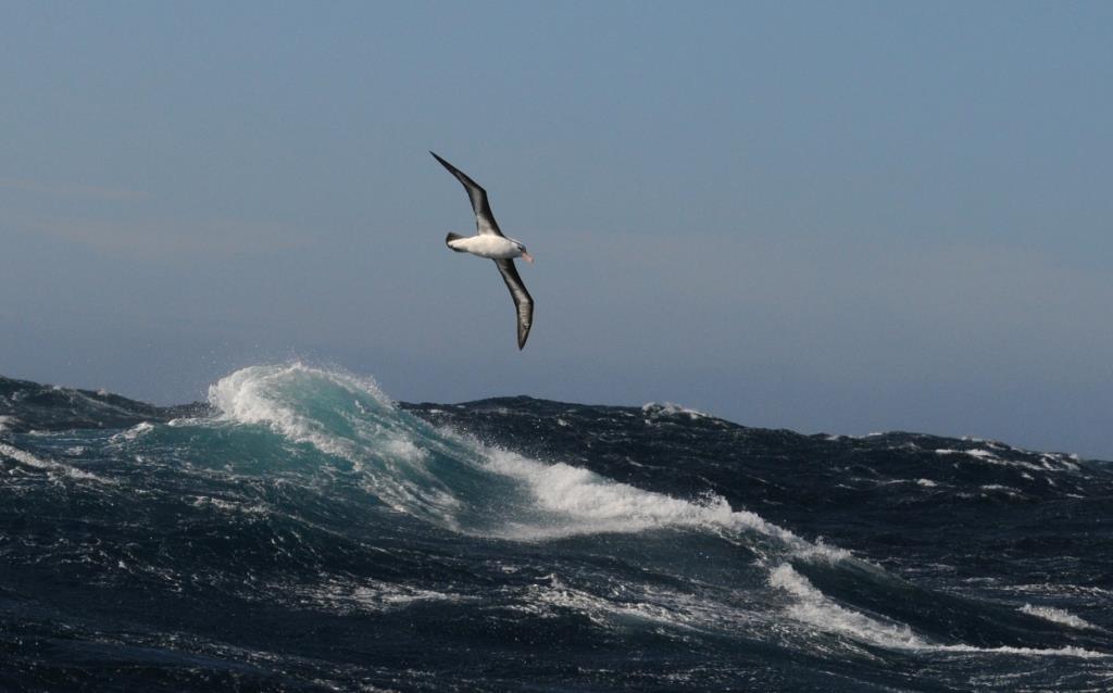 Peter Zwitser heeft over diezelfde oceanen van zowel het noordelijk als het zuidelijk halfrond gevaren en hier prachtige foto s van zeevogels gemaakt.