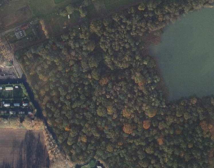 2 Beschrijving van het plangebied Het plangebied bestaat uit een gemengd bos met grove den, berk, hazelaar, beuk, vuilboom, zomereik en Amerikaanse eik.