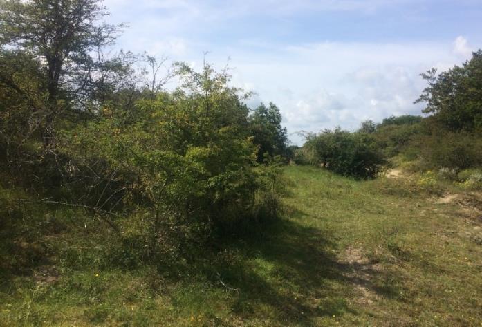 Effecten van begrazing in kustduinen Van der Hagen 2018 (in prep) Foto van