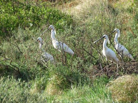 index Texel Vlieland