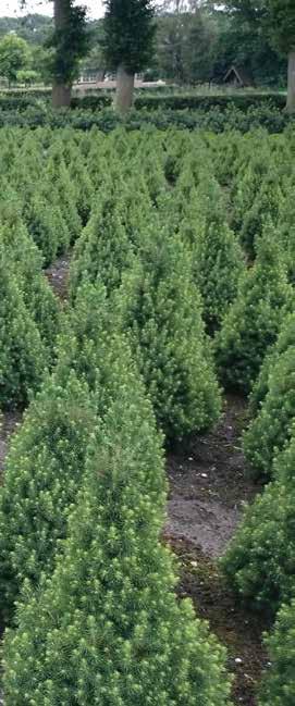 Picea max Kluit/Pot Potmaat Opmerking Picea abies Picea abies Picea abies Picea abies Picea abies Picea abies Picea abies Picea abies Picea abies Picea abies Inversa Picea abies Inversa Picea abies