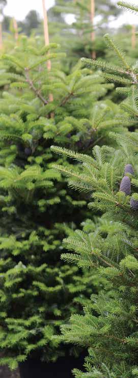 Abies max Kluit/Pot Potmaat Opmerking Abies concolor 105 Abies concolor Abies concolor - cm Abies fraseri 105 Abies fraseri Abies fraseri - cm Abies fraseri