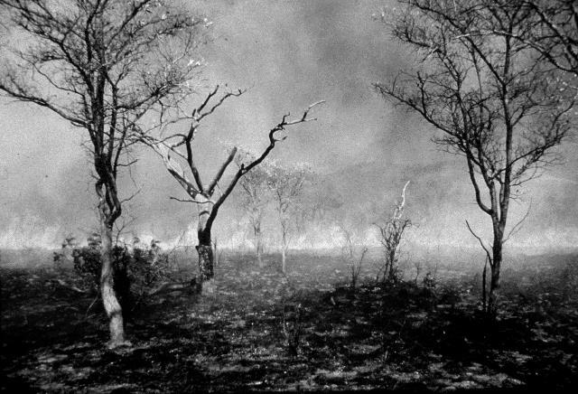 Keuze 5: Ga je de savanne branden? Wanneer je de savanne volledig met rust laat, zullen er steeds meer bomen gaan groeien, die er uiteindelijk voor zorgen dat de savanne dichtgroeit.