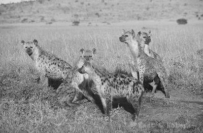 Keuze 6: Hyena s en leeuwen: niet zulke goede vrienden. In het gebied leven verschillende hyena s, die net als leeuwen in groepen leven.
