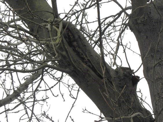 Impressie van de in het plangebied aangetroffen openingen (rood omkaderd) die als verblijfplaats voor boombewonende vleermuizen geschikt kunnen zijn.