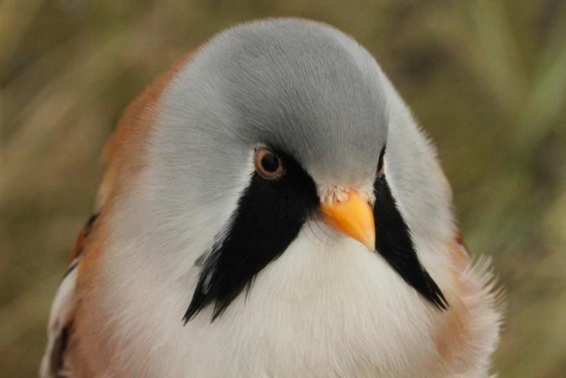 Baardmannetje Foto: Tim van der Meer Toch nog een hele leuke