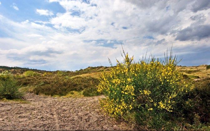 PAKKET 4. KOEGELWIECK 10.000 De Koegelwieck is een natuurmonument midden op het eiland met natte duinvalleien, veenbes (cranberry), gagel en orchideeën.