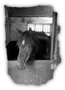 Paardenpraat Deze keer stelt Amber zich aan jullie voor: Dag lieve mensen,, Wat super zeg, een speciaal clubblad van de manege! Echt leuk dat de pony s hier om de beurt iets mogen vertellen!