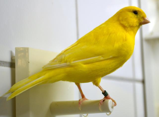 Alweer kampioenen bij de Lemster Volière Vrienden Voor de Lemster Volière Vrienden is het tentoonstellingsseizoen voorbij met als afsluiting de landelijke show Vogel 2018 van de Nederlandse Bond van