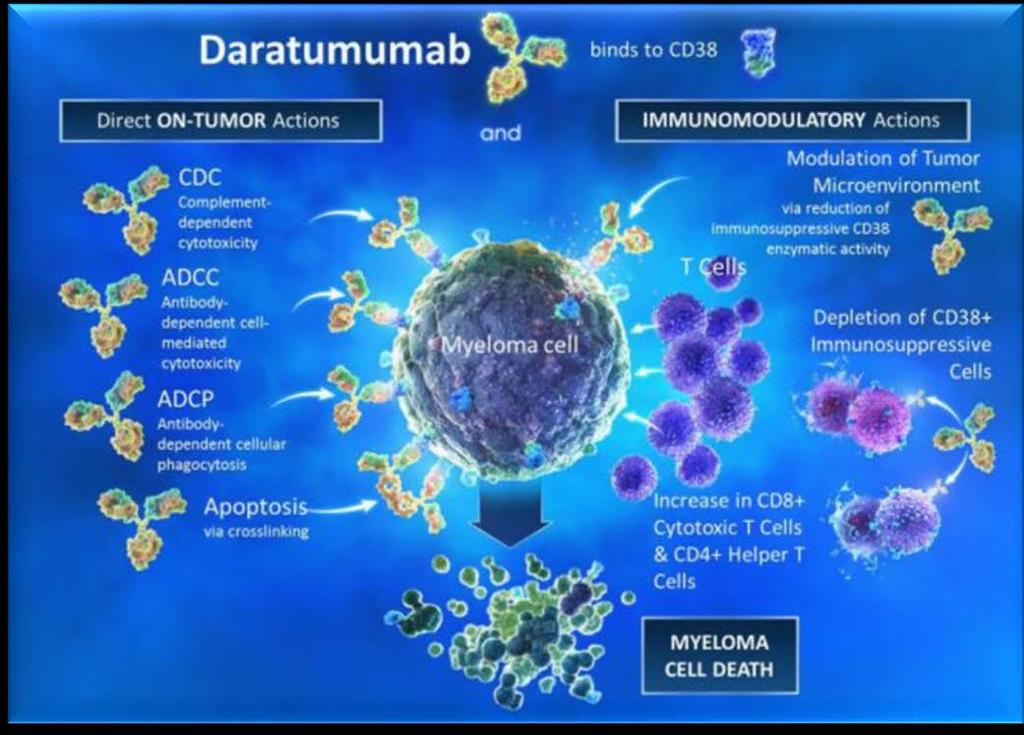 Daratumumab: Werkingsmechanisme Human CD38 IgGκ monoclonal antibody Direct and indirect anti-myeloma activity 1-5 Depletes CD38 + immunosuppressive regulatory cells 5 Promotes T-cell expansion and