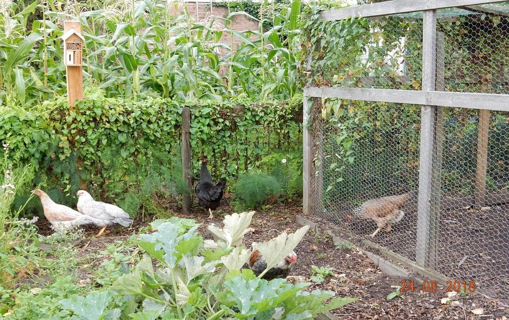 BERICHT VAN DE MOESTUIN DE LELIE Beste Laaresbewoners, Hebt u al eens een bezoekje gebracht aan uw wijktuin in de Leliestraat? Nog niet?