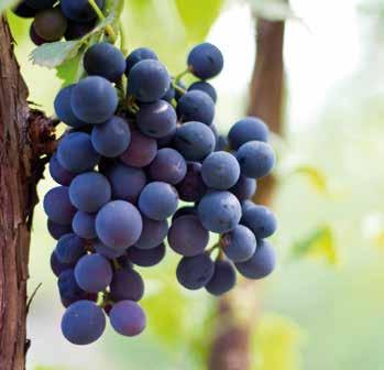 Druivenrassen Van de 115.400 hectare in de Gironde is 89% beplant met blauwe druivenrassen en 11% met witte.