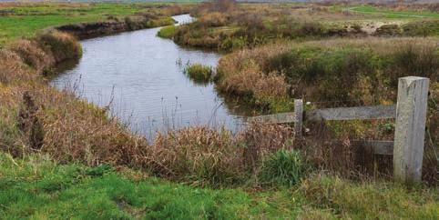 Het traject Torenveen is in 2010-2011 als natuur- en beekherstelproject aangelegd. Door hydrologische en morfologische processen ontstaat een steeds gevarieerder beekdal.