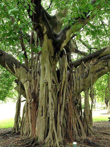 van 3 meter, maar blijft bij ons een bescheiden kamerplant of bonsaiboom. De uit India afkomstige boom is heilig voor het Hindoeïsme, Boeddhisme en Jaïnsime.