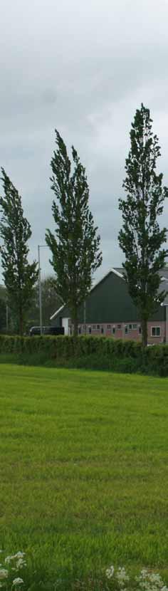 4.6 Richtlijnen erven Kromme Rijngebied Zij- en achtererf Aan de zuidwest zijde van het boerenerf vinden we een geriefhoutbosje.