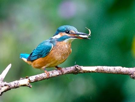 De vogel duikt als hij een vis ziet als een speer het water in.