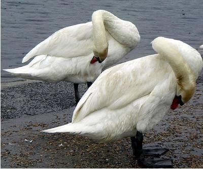 De meestel vogels gebruiken hun snavel om hun veren schoon te houden.