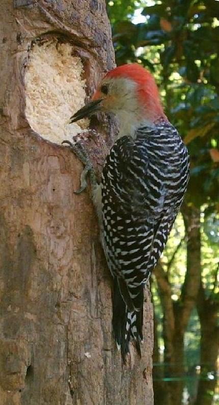 Zo ontstaat een holte waarin de eieren gelegd worden. G. De snavel als koeling De toekan is een vogel die in de tropen leeft.