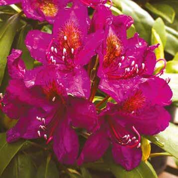 meststof voor Rhododendron, Hortensia en Azalia 3 kg