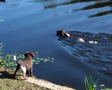 van goed zo knappe hond naar Nee, en weer van goed Ook dat ging goed, alhoewel het koffiedrinken bijna onmogelijk was omdat die kleine op onderzoek uitging en overal buiten.