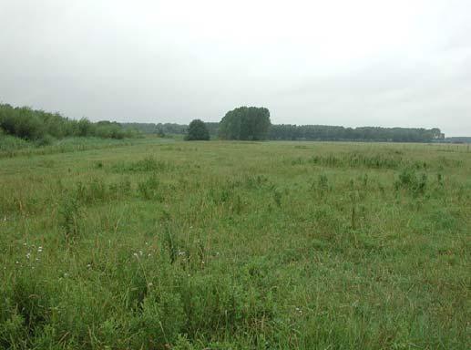 Onderzoek Pompveld 6 Onderzoekcentrum B-WARE heeft in 6 reeds een onderzoek uitgevoerd (Tomassen et al.