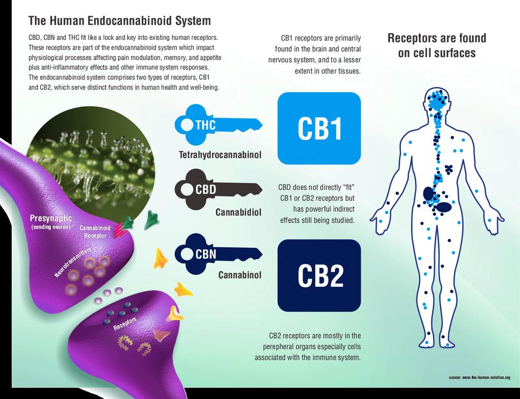 Endocannabinoide systeem