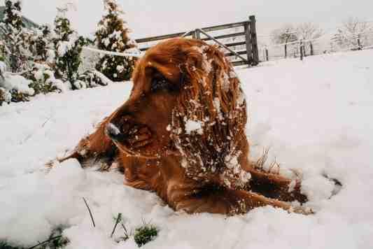 Hond en kou De winter staat voor de deur.
