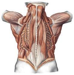 Functies van de wervelkolom De rug heeft drie hoofdtaken: Stabiliteit bieden. Een mens heeft een skelet om vorm en stijfheid te geven aan het lichaam en spieren om deze te ondersteunen.