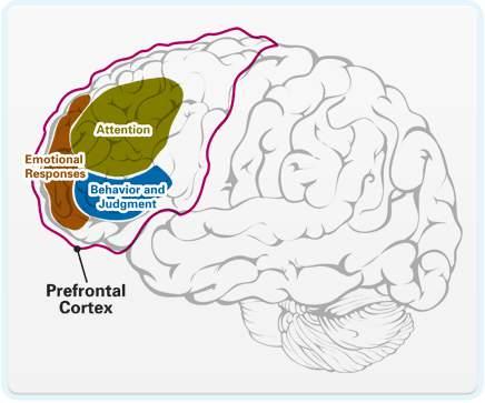 Hersenen en gedrag Hersenfucties (biochemische processen) Neurocognitieve functies