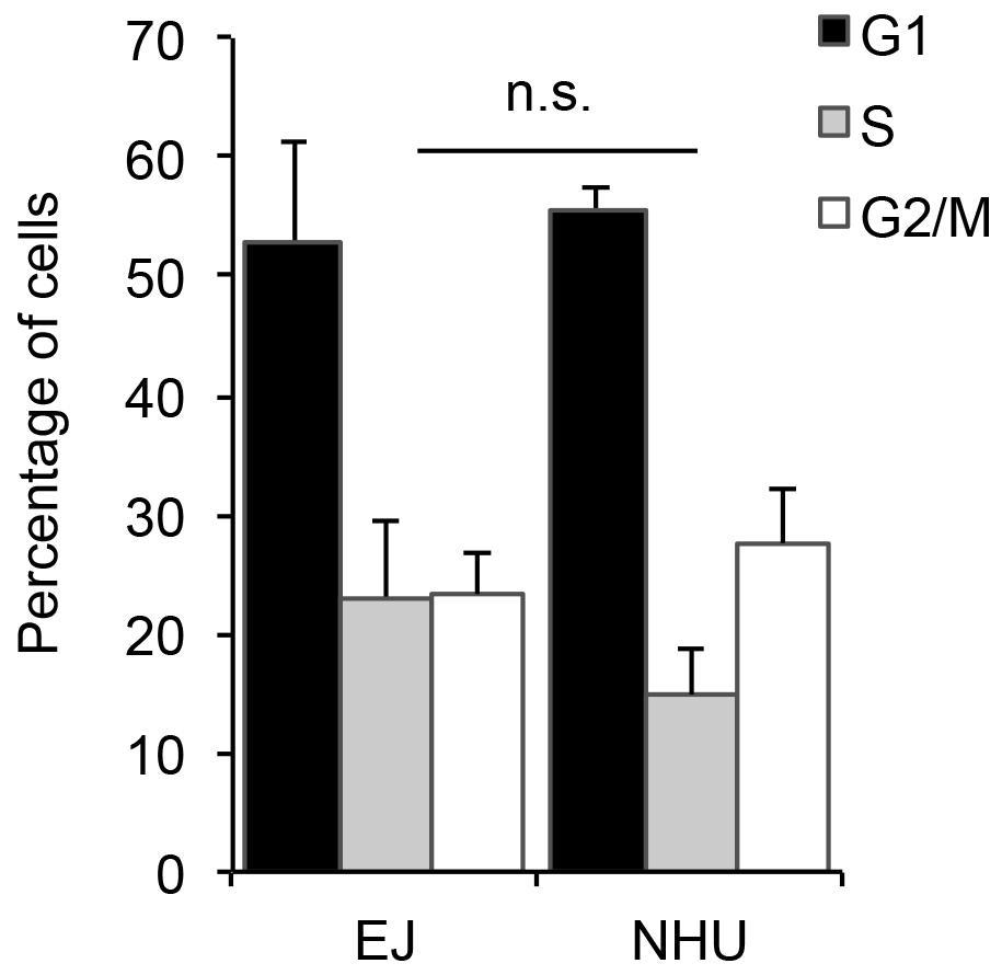 Supplementary Figure S3: Cell cycle analysis of normal and UCC cells.