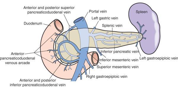 Anatomie