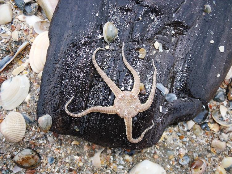 Ook is er een uitstalling van 15 jaar strandvondsten zodat de zee bijna lijfelijk aanwezig is.