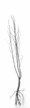 Elaeagnus angustifolia smalbladige olijfwilg oleaster Oelweide olivier de Boheme olivo della Bohemia Hippophae rhamnoides Vertakt niet al te best.