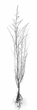 Hippophae rhamnoides duindoorn sallow thorn Sanddorn argousier hippopla Elaeagnus angustifolia Vertakt moeilijk. Vlezige en grove wortel.