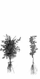 Mahonia aquifolium gewone