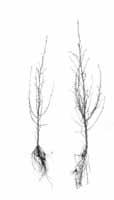 Larix kaempferi lork larch Laerche meleze larice Metasequoia glyptostroboides Larix marschlinsi Heeft in de regel weinig wortel t.o.v. opgewas.
