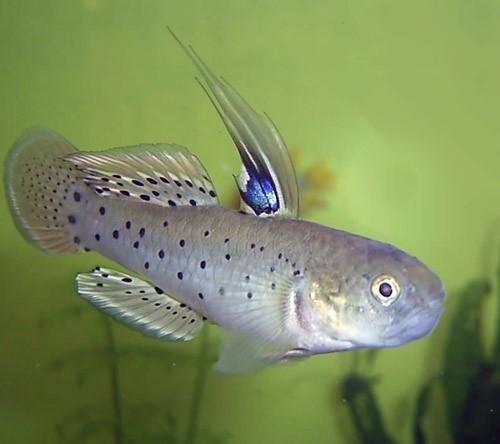 a.v. De Glasbaars Vissen Stigmatogobius Sadanundio / Knight Goby Herkomst:Pakistan, India, Bangladesh, Sri Lanka, Thailand, Cambodia Maximale grote: 9 cm Temperatuur: 20-26 ph:7-8.