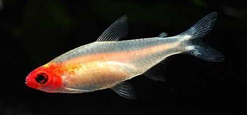 a.v. De Glasbaars Vissen Hemigrammus bleheri Roodkopzalm Roodkopzalmen hebben zoals de naam al zegt een rode neus. Deze kleur loopt echter door tot achter de kieuwen.