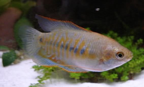 a.v. De Glasbaars Vissen Naam De meest bekende naam is Colisa labiosa, deze naam is echter veranderd naar Trichogaster labiosa na een nieuwe beschrijving van de hele familie.