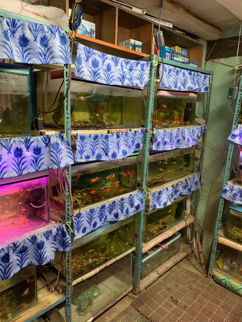 a.v. De Glasbaars Aquariumliefhebbers all over the world In Azie is het houden van vissen zeer gebruikelijk.