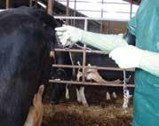 Basisregels voor hulp bij verlossingen Als een koe niet op eigen kracht het geboorteproces kan volbrengen moet er hulp worden geboden bij een geboorte.