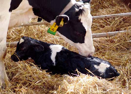 De geboorte - een pijnlijk proces? TIP: De geboorte zorgt bij elke diersoort voor acute pijn, ook bij koeien.