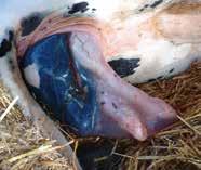 Uitdrijvingsfase De uitdrijvingsfase kan bij koeien 1 tot 3 uur duren en bij vaarzen 4 tot 6 uur De tijd tussen het breken van de vliezen en het zichtbaar worden van het hoofdje kan bij koeien 1 tot