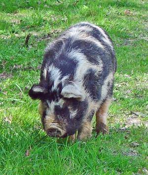 De Kune kune varkentjes houden de grond open. s Avonds een ludieke, door Ada v.d. Nouwenland en Ellen en John Bakker samengestelde paddenstoelenquiz.