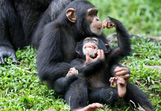 Dag 6: Na het ontbijt de avontuurlijke chimpansee tracking.