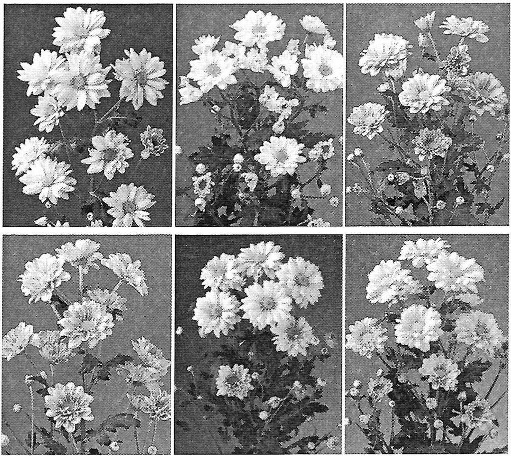 Fig. 4 Mutaties kunnen zorgen voor verschillende bloemkleuren. Vooral bii ch ry santen komt dit veel voor. Chimaerie terugsporters Vragen 2 Wanneer een cel muteert heeft dit weinig gevolgen.