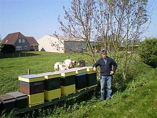 Honingbij in Nederland Ca.